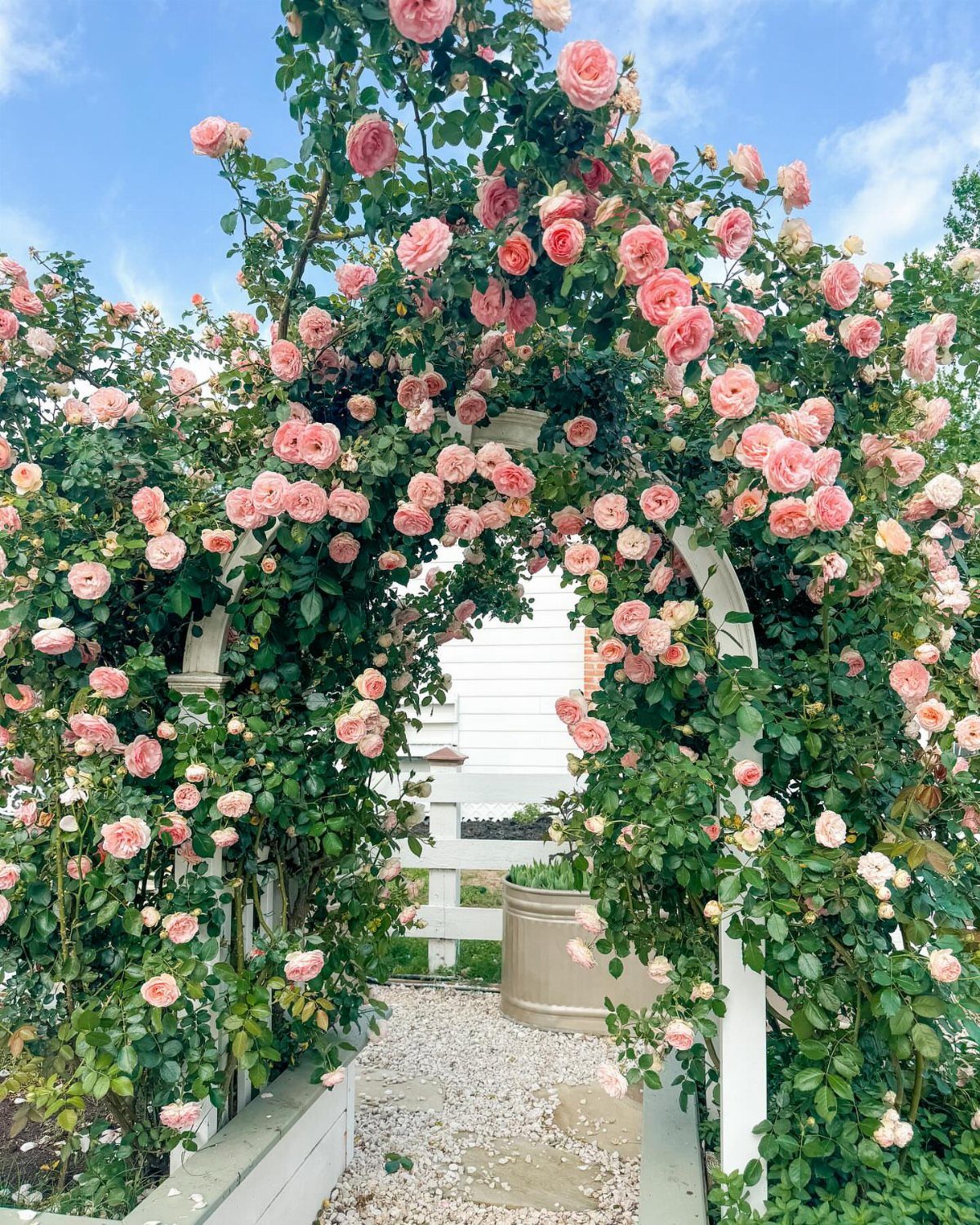 White garden arch covered in climbing pink roses over a gravel path