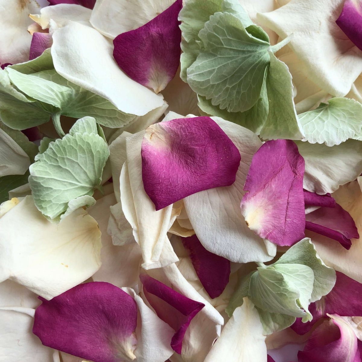 Magenta, cream, and sage green flower petals scattered closely together.