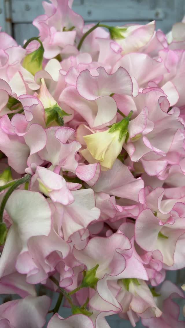 Light pink and white sweet pea flowers with ruffled petals in a dense cluster.