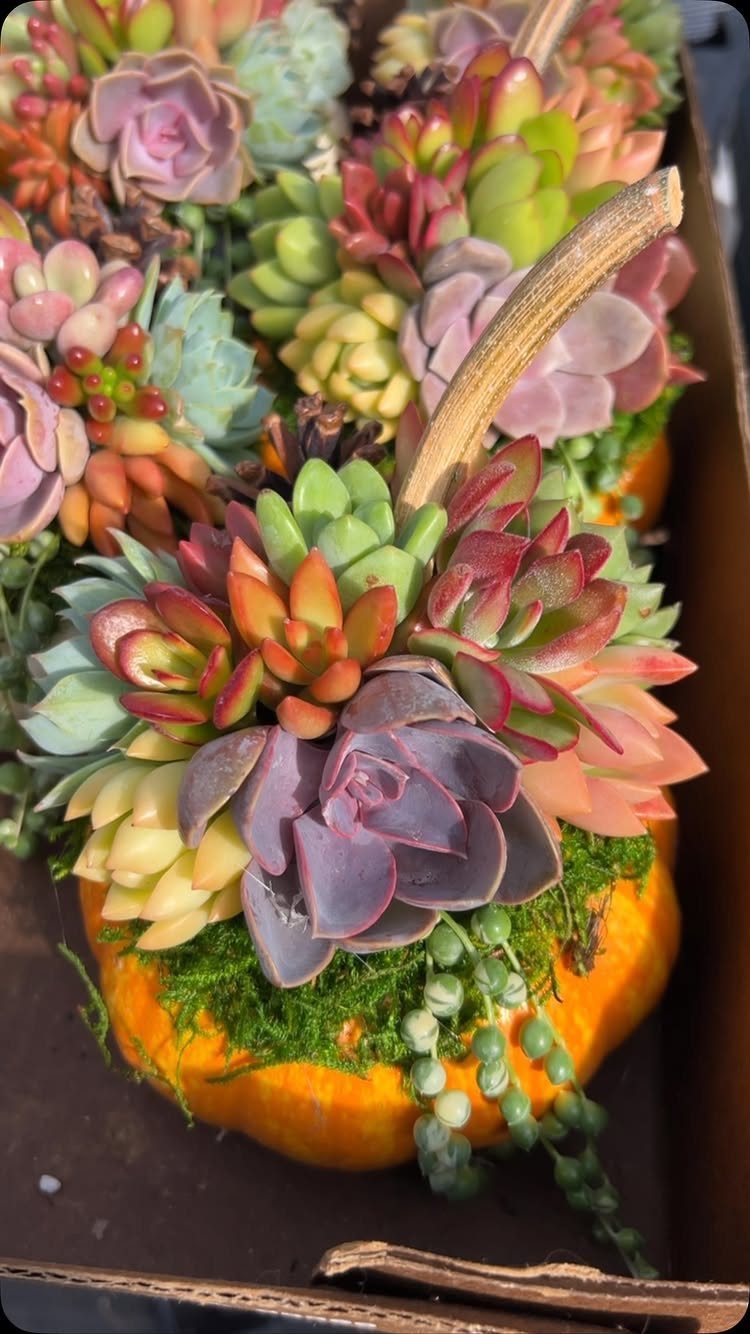 Colorful succulents planted inside a hollowed-out orange pumpkin with green moss accents.