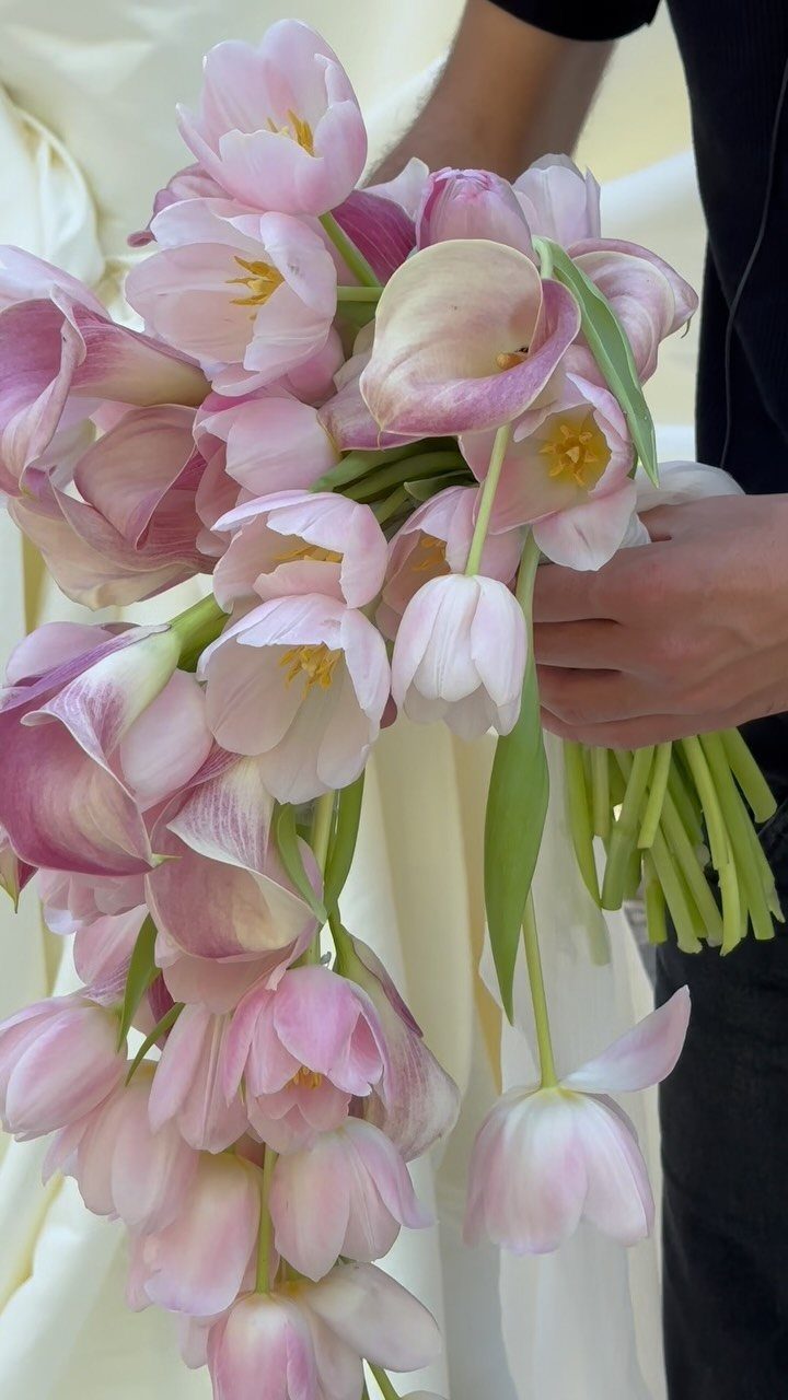Cascading bouquet of light pink and white tulips held by a person