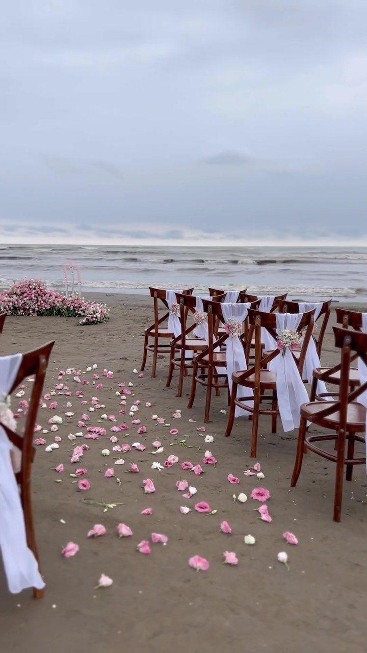Wooden wedding chairs with white bows and pink petals on a sandy beach