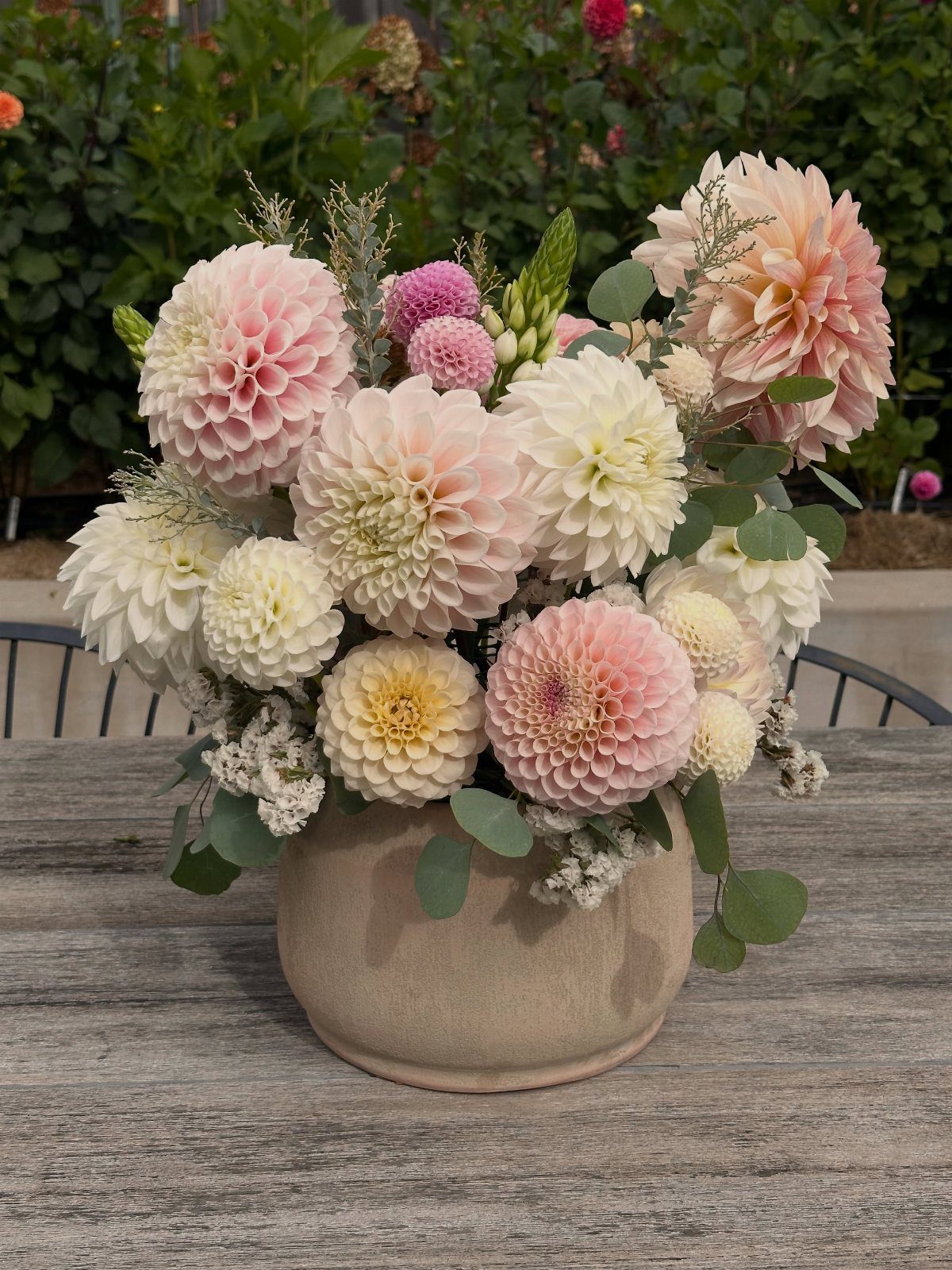 Dahlia bouquet in pink and white tones arranged in a beige ceramic pot.